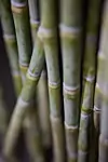 thumbnail: nrg-sid-shoot-sugarcane-4.png